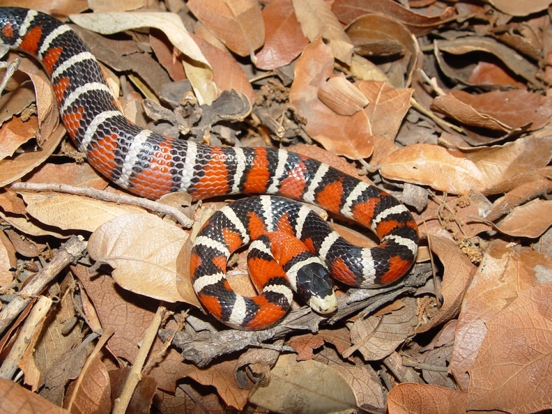 Ular raja gunung Arizona yang tidak berbisa, yang menyerupai ular karang berbisa, memiliki keunggulan dalam bertahan hidup dengan memperingatkan calon predator yang menghindari ular karang berwarna.