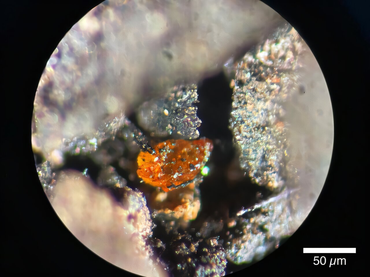 Makrograf dari amber berukuran sekitar 70 &micro;m yang diekstraksi dari lignit di sedimen inti MeBo.