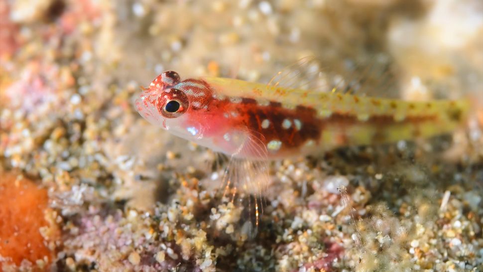 pygmy goby (credit : Marli Wakeling / Alamy)