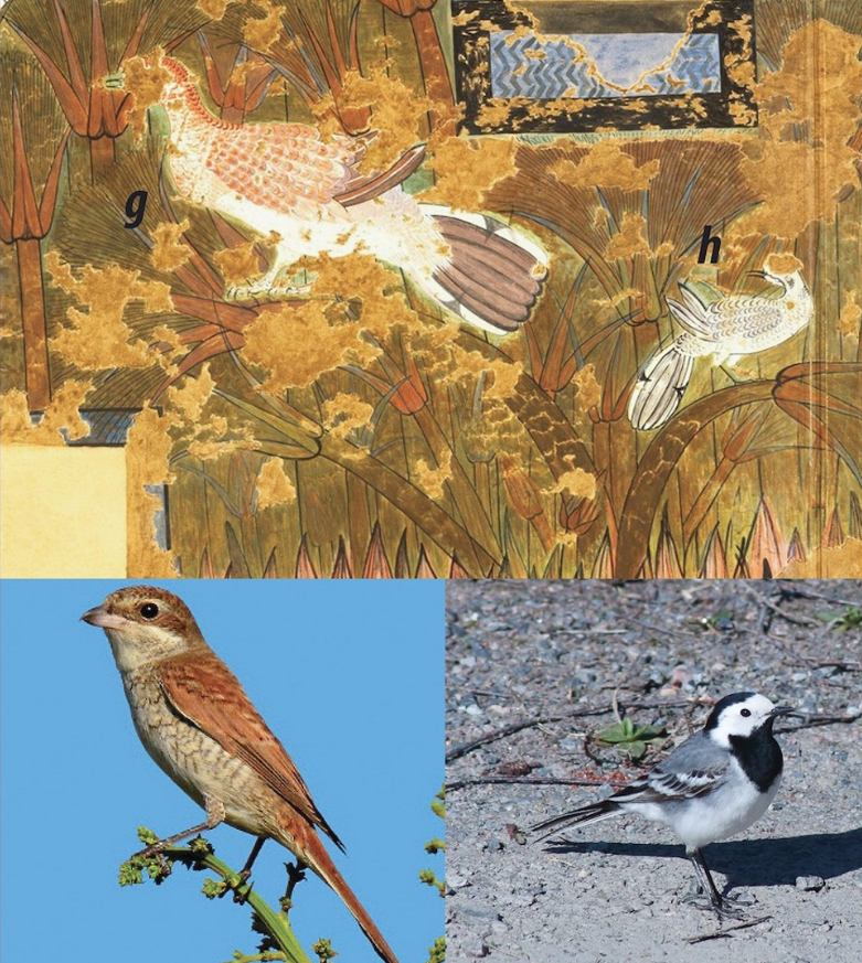Lukisan kuno ini mungkin menggambarkan burung shrike punggung merah (g) dan wagtail putih (h), dengan foto modernnya di bawah.