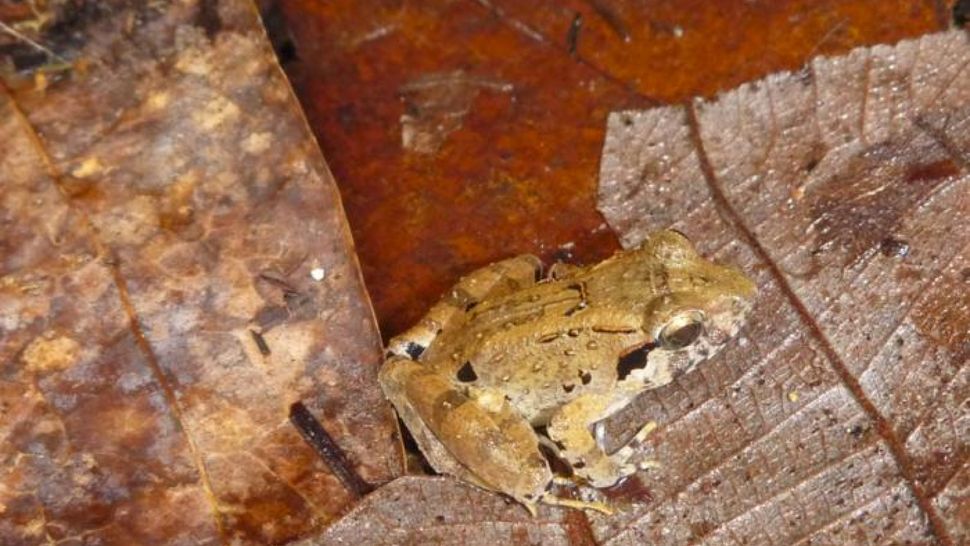 Spesies baru katak yang ditemukan para peneliti dihutan sulawesi