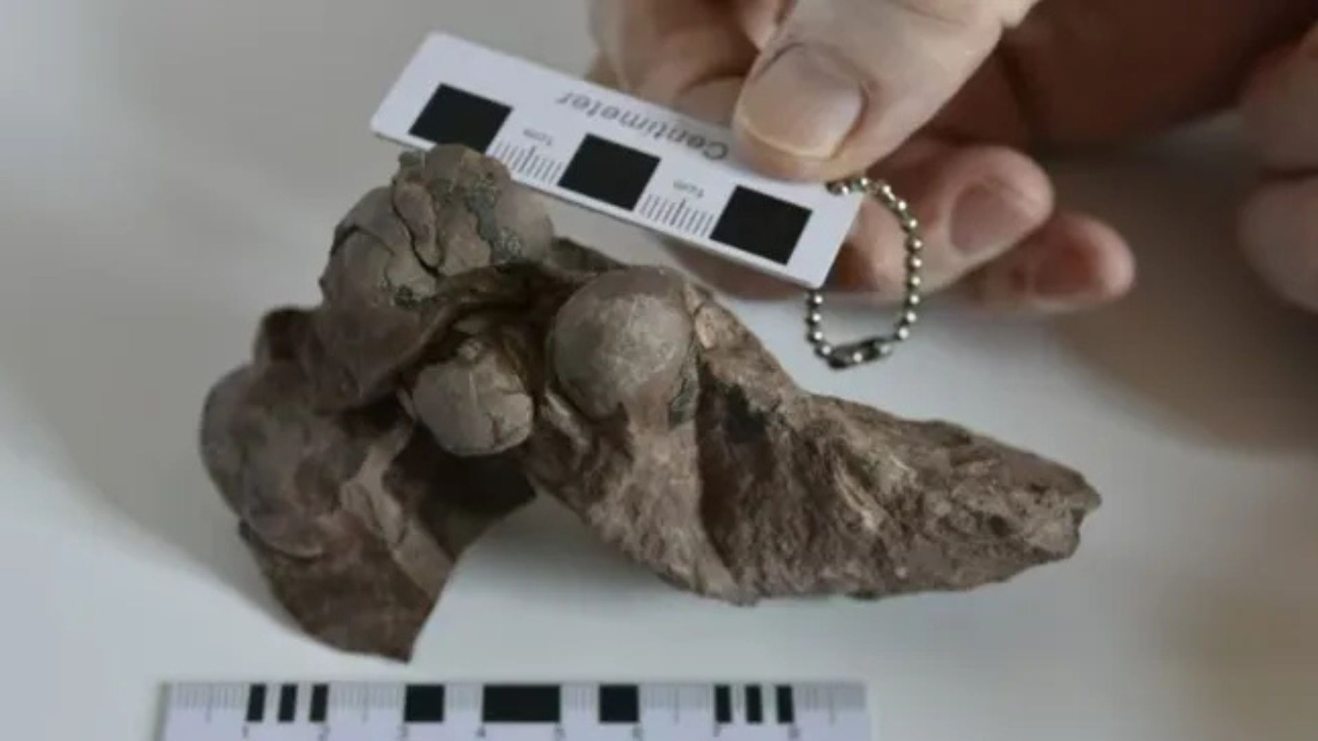 Telur Dinosaurus yang ditemukan