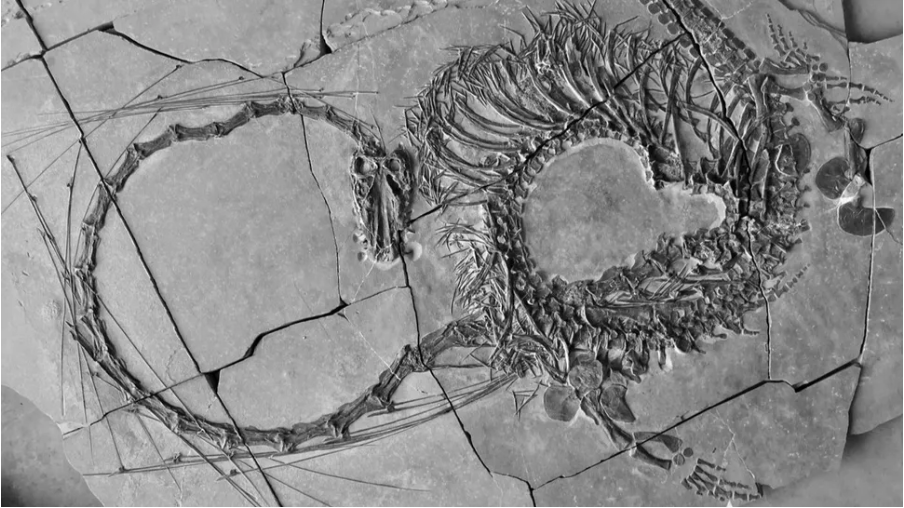 Foto yang dipotong dari fosil Dinocephalosaurus orientalis.