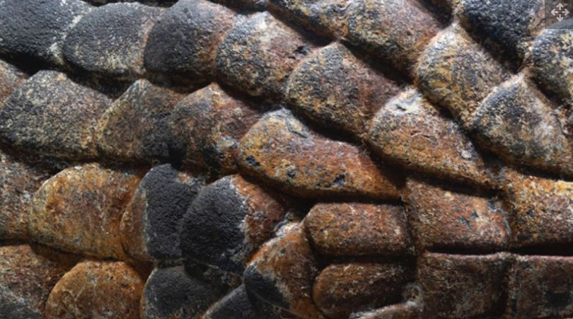Ular berusia lebih dari 500 tahun ini memiliki sisik yang dicat.