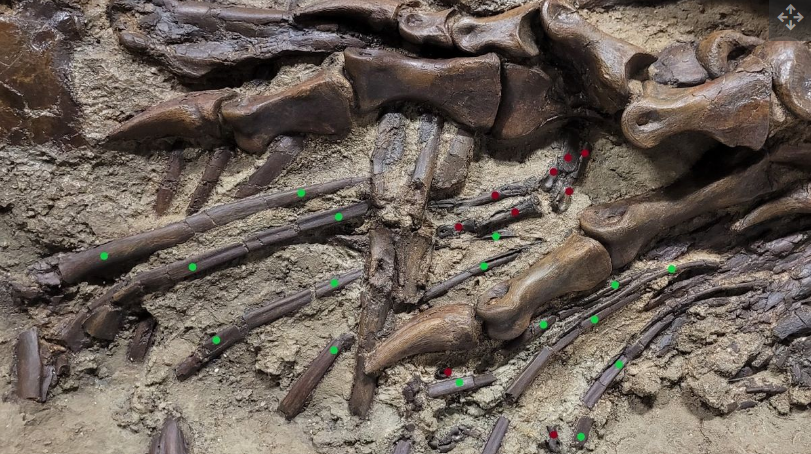 Dalam foto ini, tulang rusuk Gorgosaurus disorot dengan titik-titik hijau dan tulang kaki C. elegans disorot dengan titik-titik merah.