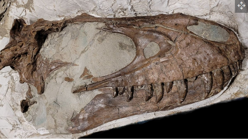 Tyrannosaurus remaja memiliki tengkorak yang jauh lebih kecil dan lebih ramping, yang kemungkinan besar menjadi alasan mengapa mereka mengincar mangsa yang lebih kecil daripada orang dewasa.