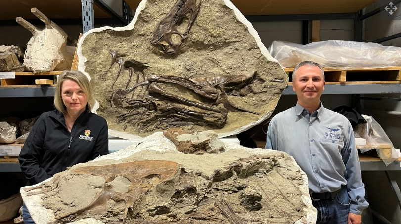 Penulis utama studi ini, Darla Zelenitsky (kiri) dan Fran&ccedil;ois Therrien (kanan), berada di samping kumpulan fosil dinosaurus yang lengkap.