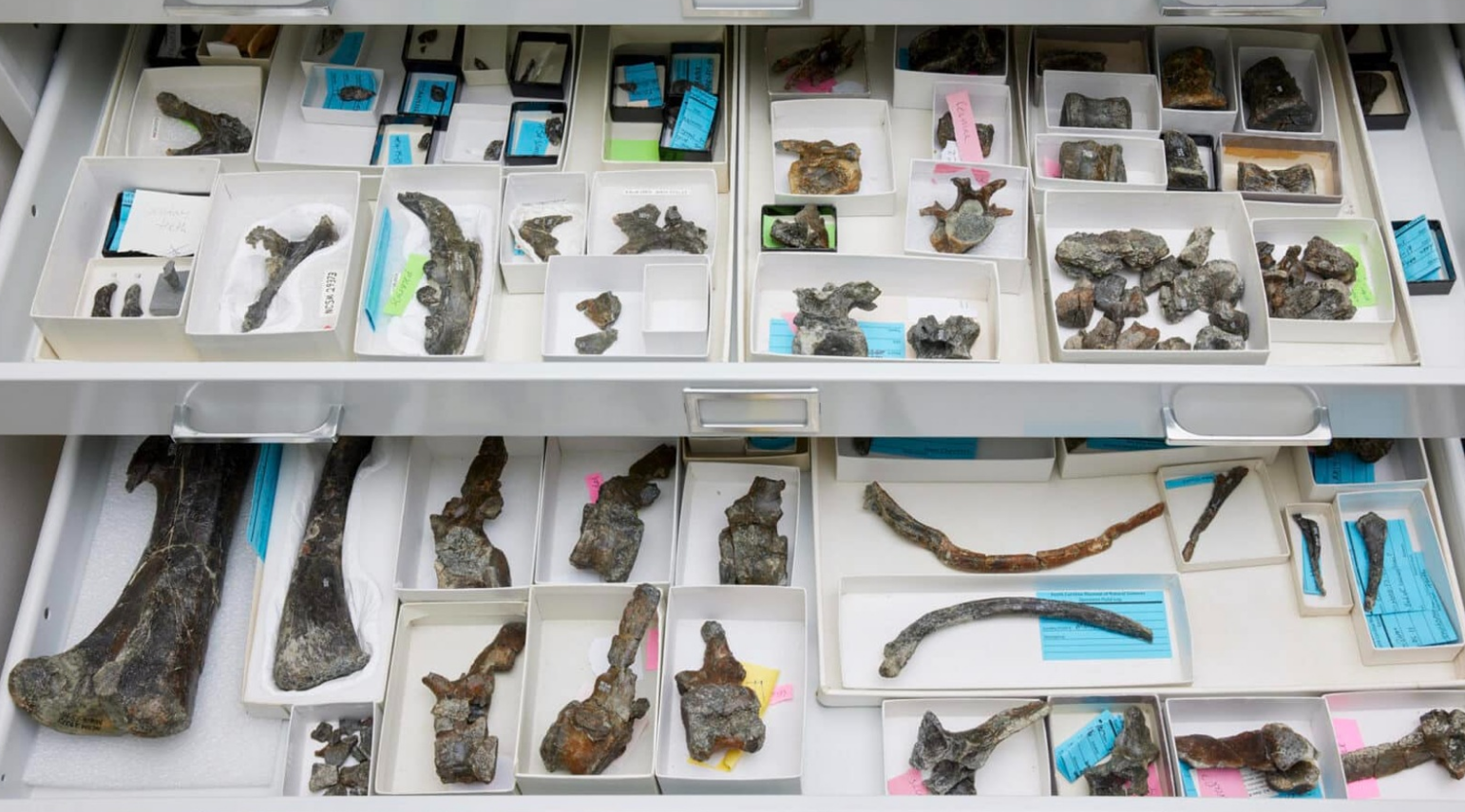 Laci-laci berisi tulang-tulang Iani smithi yang menjadi koleksi Museum Ilmu Pengetahuan Alam Carolina Utara.