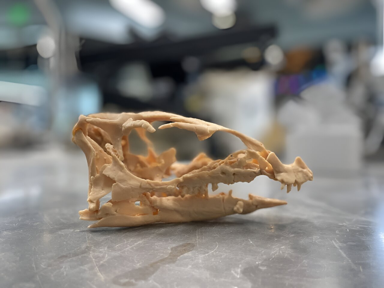 Tengkorak Fona herzogae yang dicetak 3D.