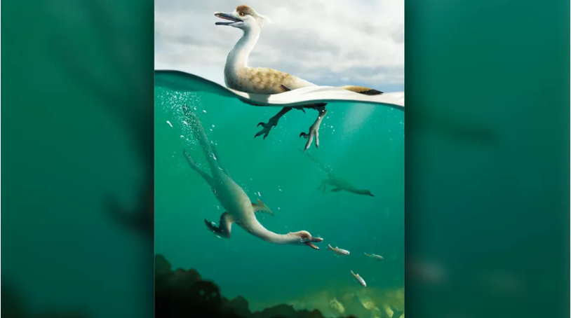 Rekonstruksi Natovenator polydontus menunjukkan bagaimana dinosaurus semiakuatik ini mungkin berenang dan menyelam.
