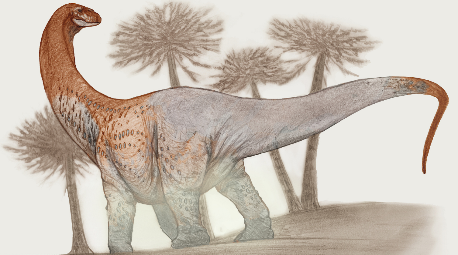 Dinosaurus Chucarosaurus diripienda, dinosaurus dari zaman Kapur yang baru dideskripsikan, memiliki panjang sekitar 100 kaki (30 meter).