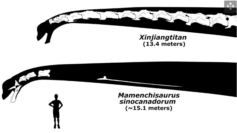 Leher Mamenchisaurus sinocanadorum yang memecahkan rekor (bawah), dengan tulang-tulang yang diketahui berwarna putih, bersebelahan dengan kerabat dekatnya Xinjiangtitan (atas).
