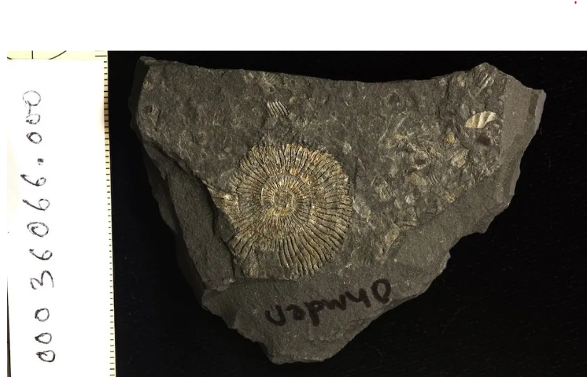 Mineral fosfat yang menyebabkan fosil ini bercahaya.