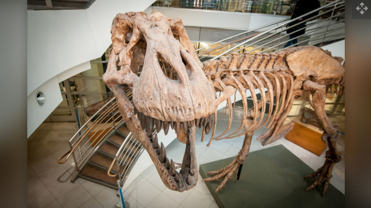 Gips dari kerangka T. rex yang ditemukan di padang pasir di Montana timur pada tahun 1990.
