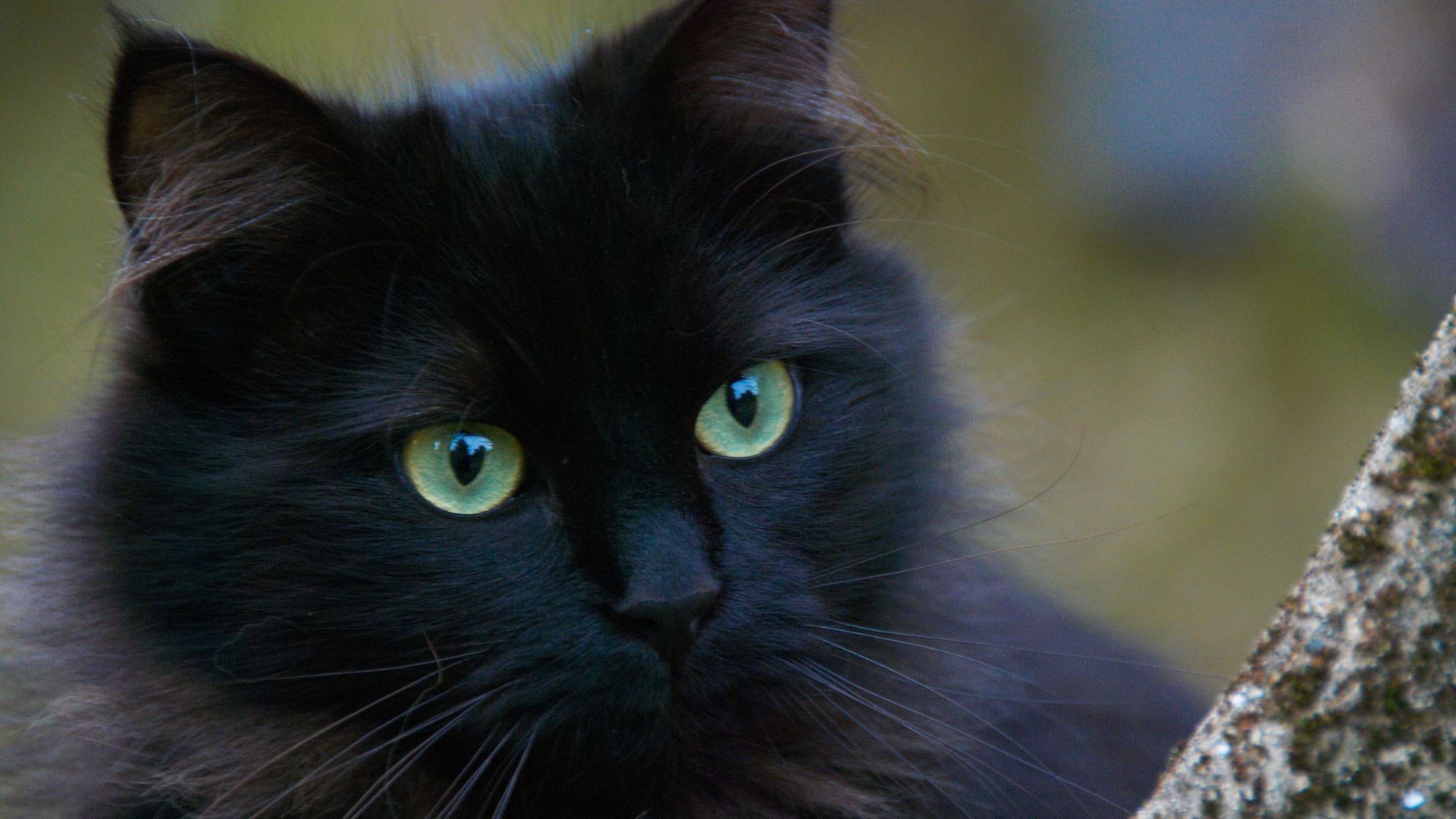 Kucing berwarna Hitam (canva.com)