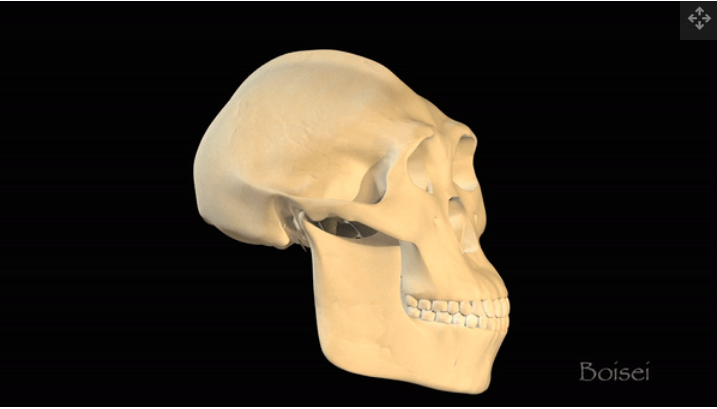 Serangkaian tengkorak yang berubah bentuk, termasuk Australopithecus afarensis, Australopithecus boisei (juga dikenal sebagai Paranthropus boisei), Homo erectus, Neanderthal (Homo neanderthalensis)