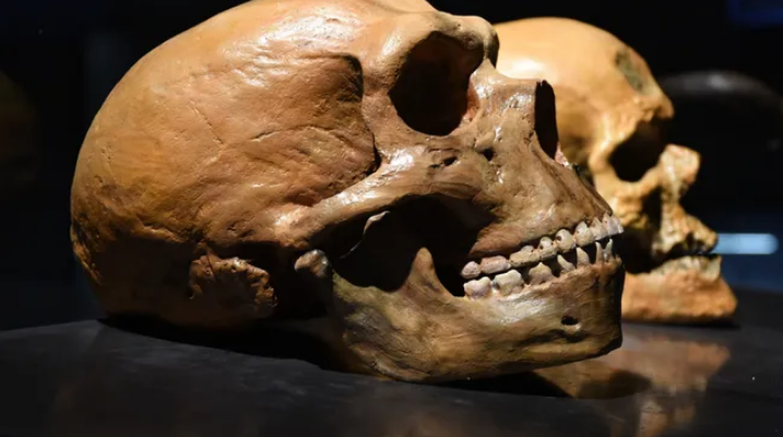 Kerangka Neanderthal terlihat sangat berbeda dengan manusia modern, namun bukti genetik menunjukkan bahwa keduanya kawin silang yang mengindikasikan bahwa mereka mungkin merupakan anggota spesies sama