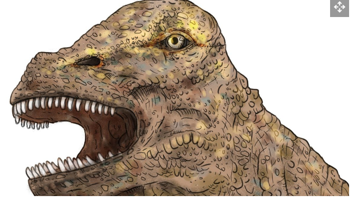 Rekonstruksi bergambar tengkorak sauropoda yang ditemukan di Australia, yang menurut para ahli paleontologi termasuk dalam spesies Diamantinasaurus matildae.