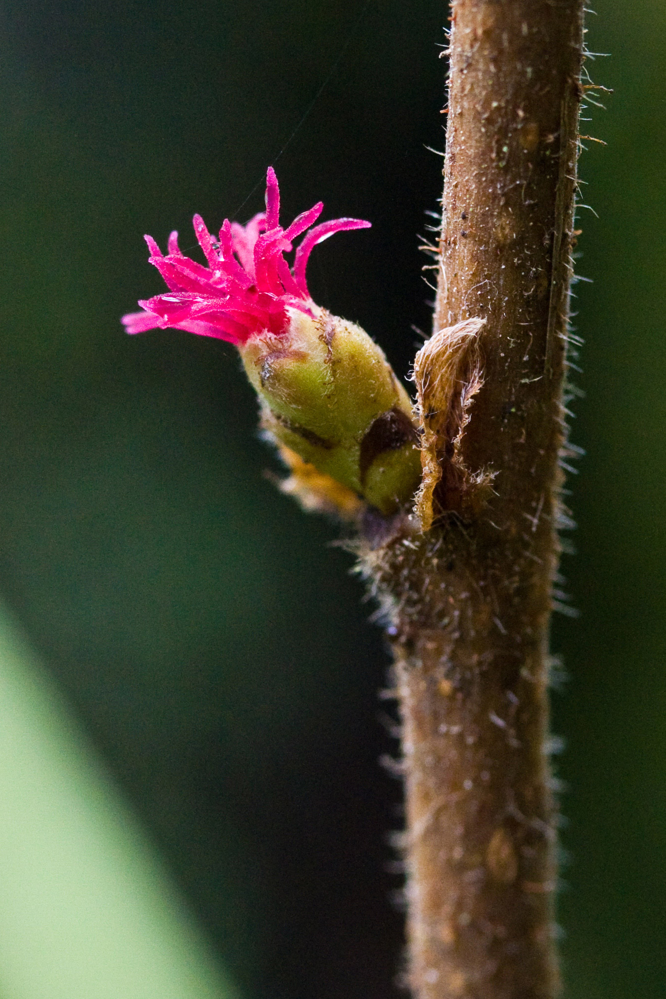 Kemiri Paruh (Corylus cornuta)