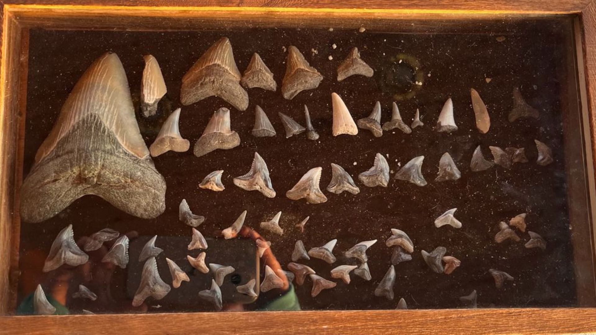 Bagian dari koleksi gigi hiu Molly, termasuk gigi megalodon terbarunya.