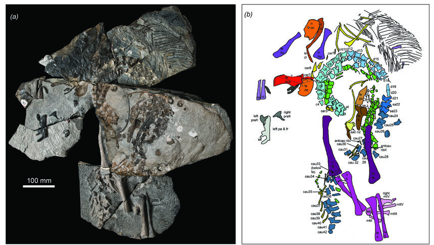 Spesimen B. eremicarminis a) gambaran kerangka (foto oleh Stephanie Abramowicz); b) interpretasi kerangka dengan kode warna (gambar oleh Dr. Nicole Klein).