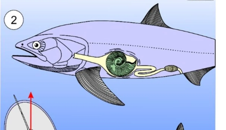 Kartun yang menunjukkan apa yang mungkin terjadi pada ikan era Jurassic yang mati karena memakan cangkang.