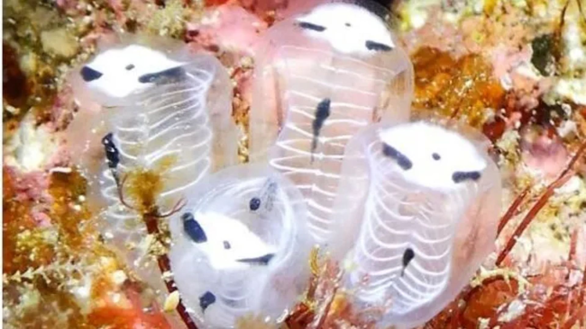 Para ilmuwan menemukan kerangka panda laut setelah melihat foto-foto mereka yang diunggah daring oleh penyelam scuba.
