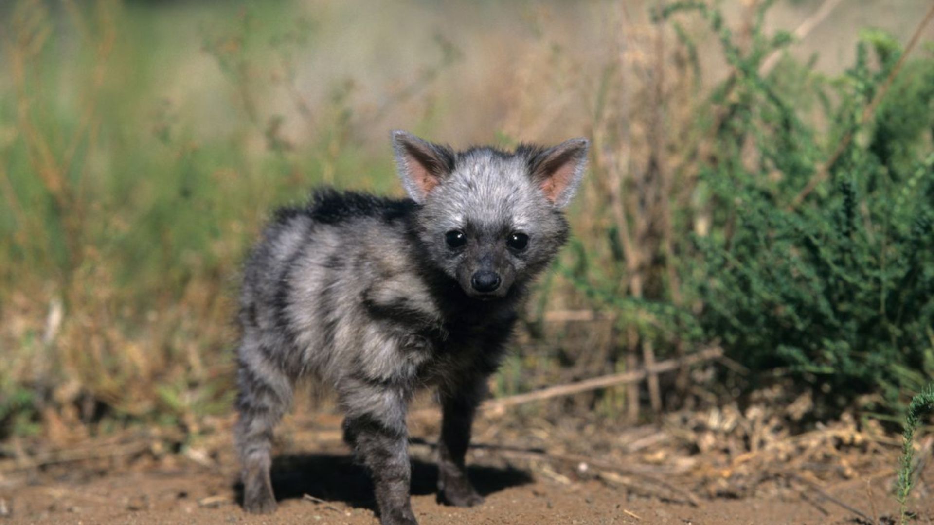 Seekor anak serigala aardwolf difoto di Cagar Alam Kapama di Afrika Selatan.