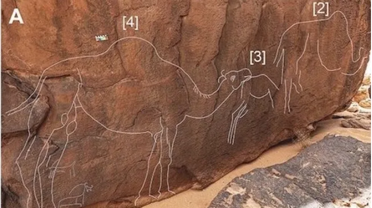 Ukiran unta yang misterius di gurun Arab Saudi ini kemungkinan besar dibuat ribuan tahun yang lalu. Garis-garis putih virtual digambar di atas ukiran untuk mempercantiknya bagi para pemirsa.