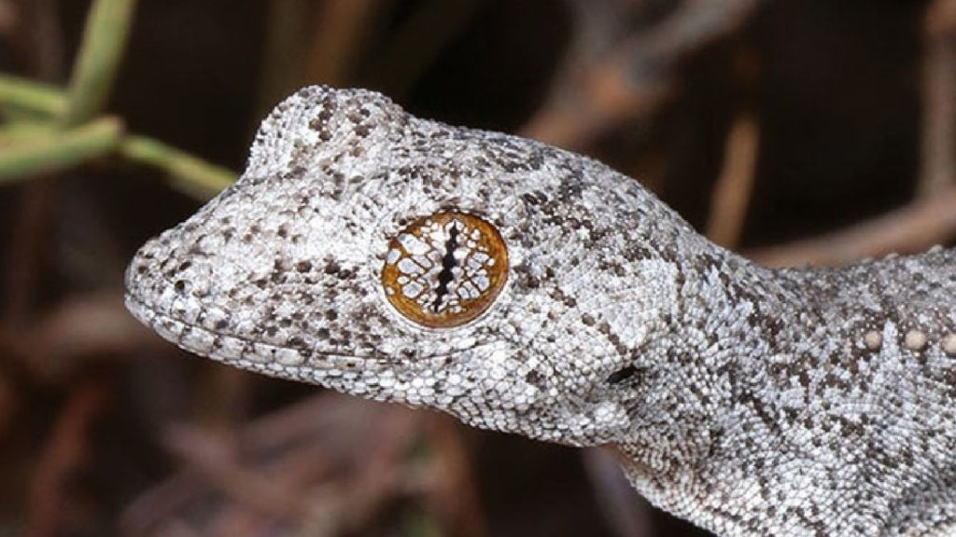 Tokek Strophurus spinula yang baru diidentifikasi.