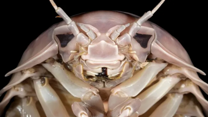 Bathynomus vaderi ditemukan setelah para ilmuwan melihat perbedaan antara spesies ini dengan spesies isopoda raksasa lainnya.