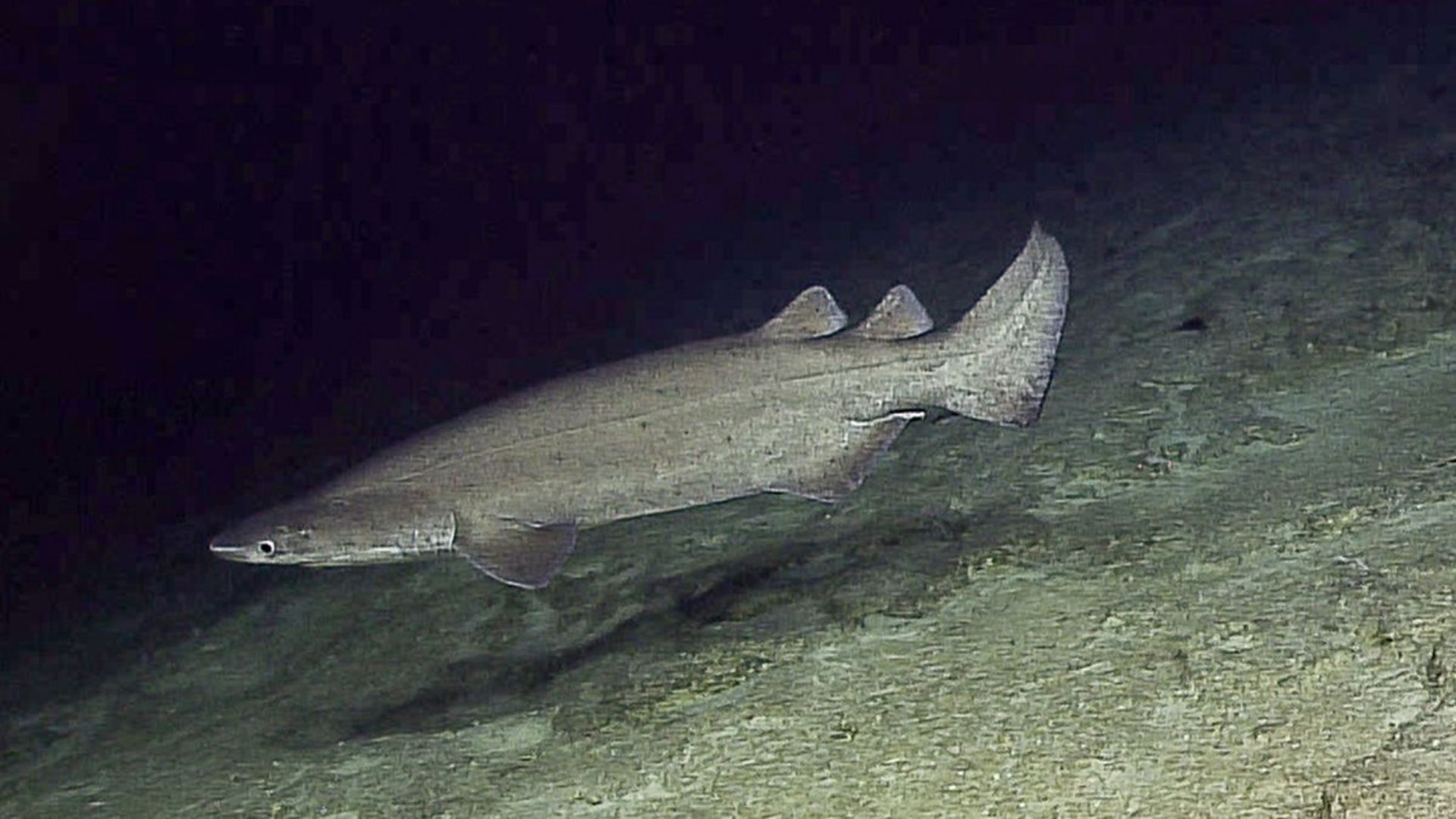 Hiu berduri, Echinorhinus cookei.