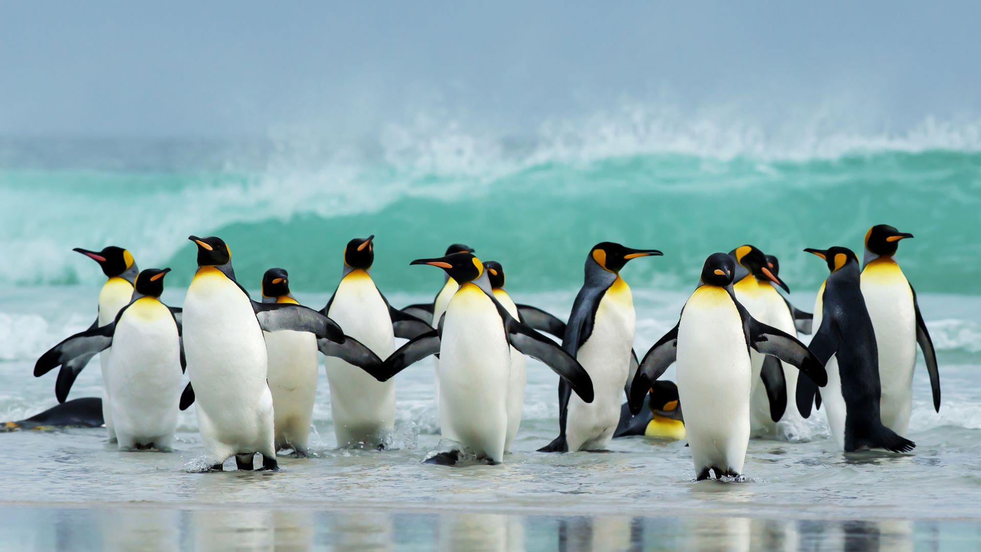 Ilustrasi Koloni Pinguin (canva.com)