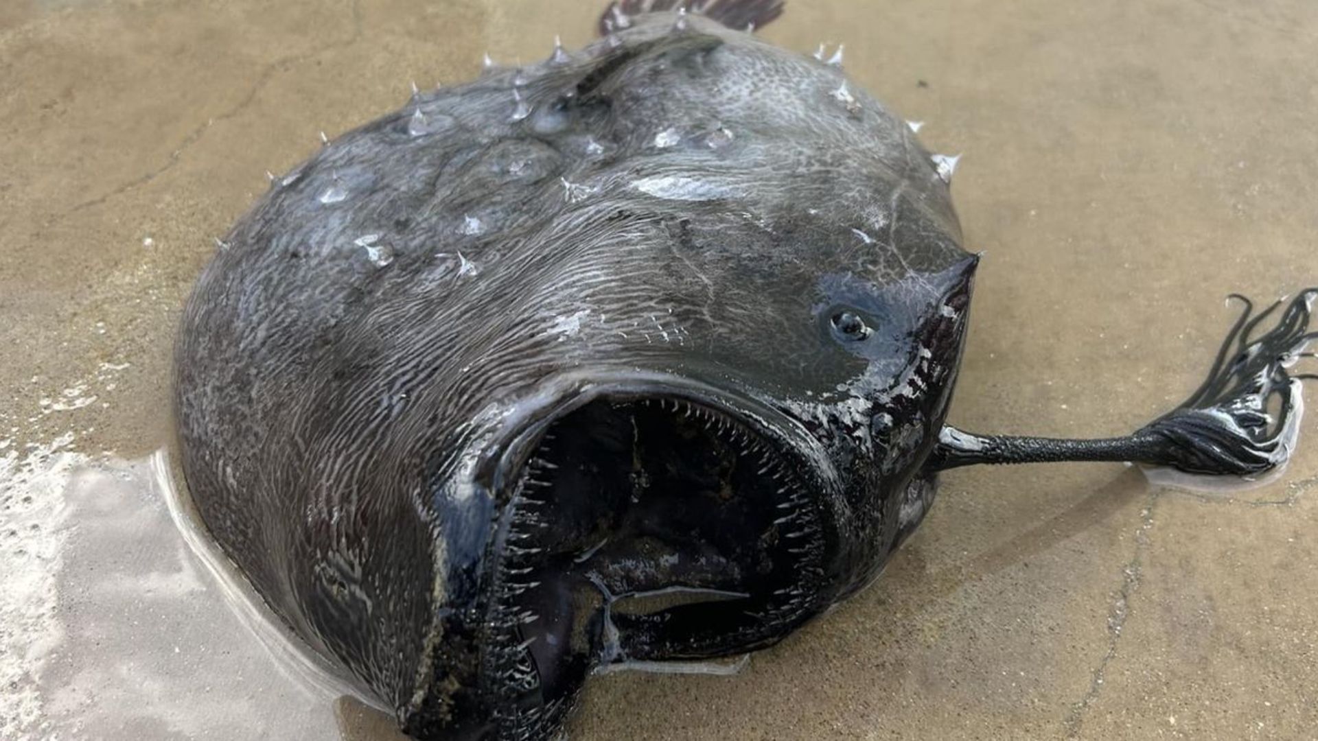 Ikan pemancing betina memiliki umpan bioluminescent di kepalanya untuk menarik mangsa.