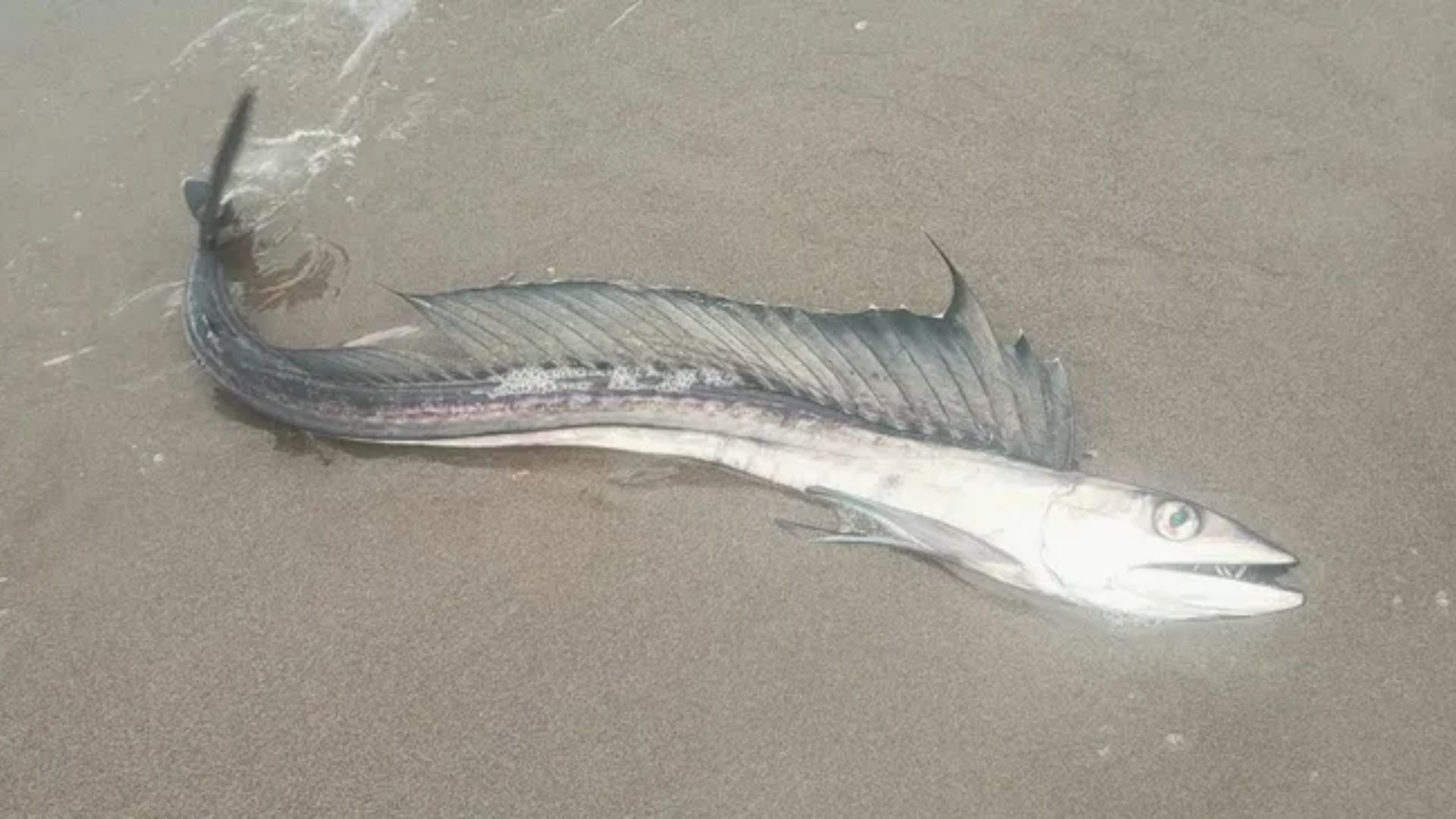 Beberapa ikan lanset terdampar di sepanjang pantai Oregon sepanjang 200 mil.