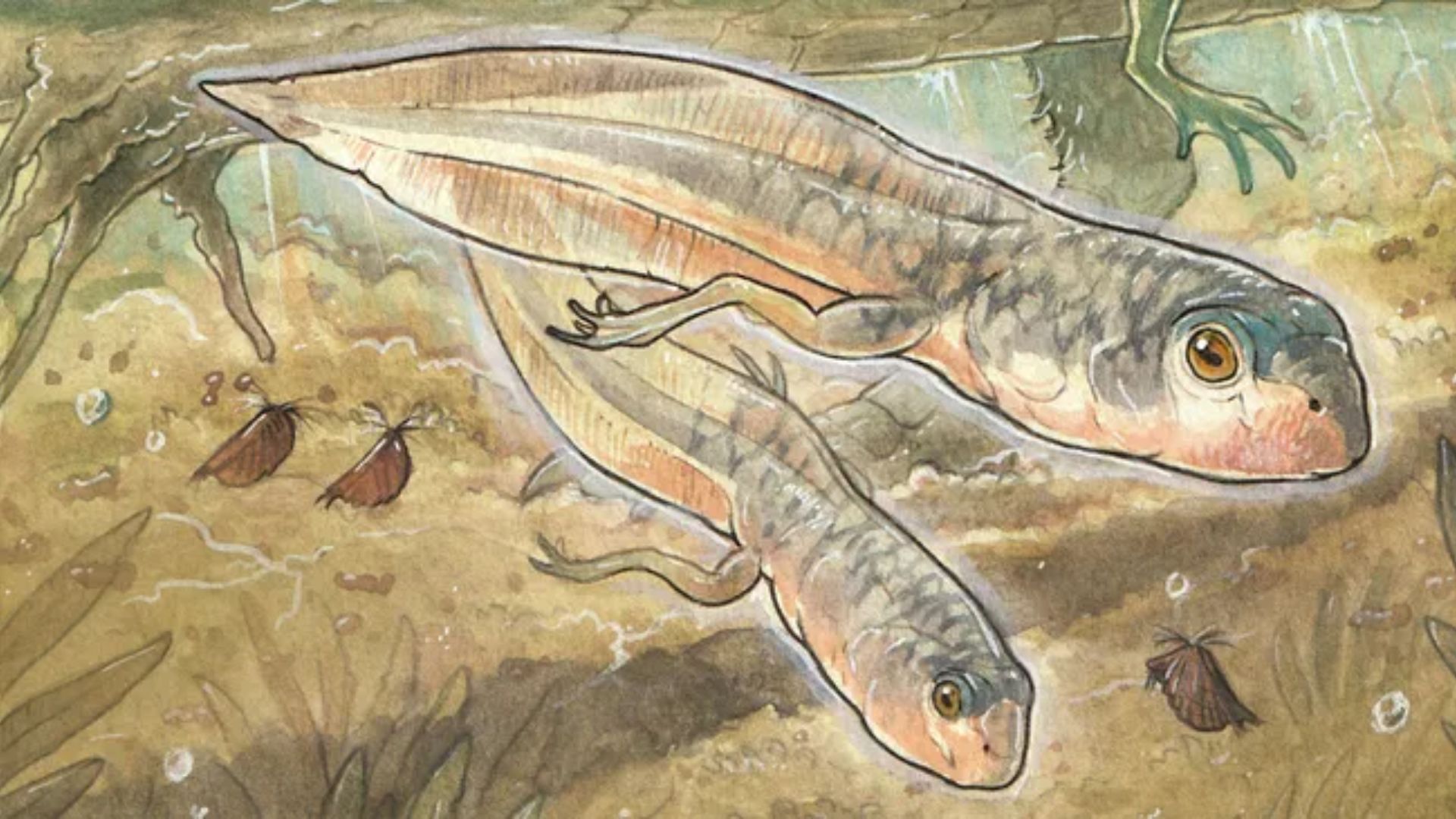 Penggambaran kecebong dan Notobatrachus degiustoi dewasa di kolam pertengahan Jurassic di Patagonia