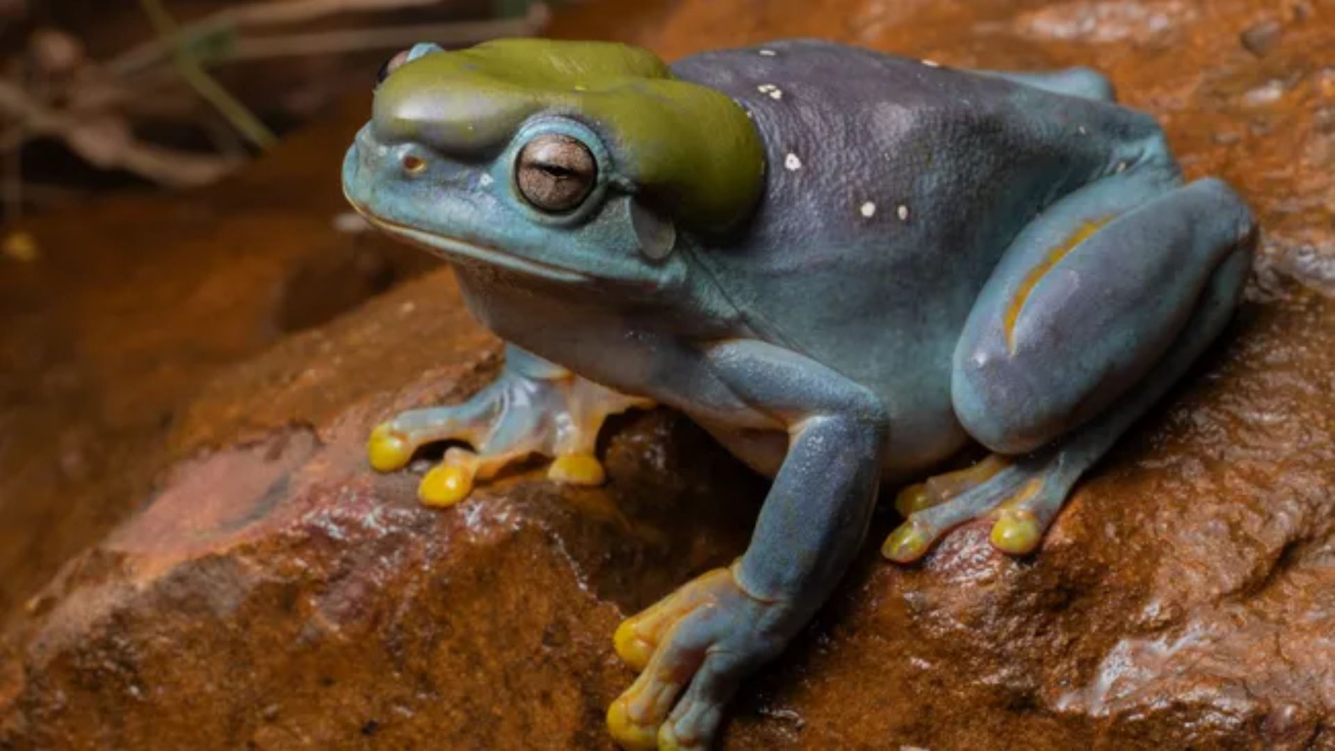Pengelola lahan di tempat perlindungan satwa liar di wilayah Kimberley, Australia utara, melihat katak tersebut setelah melompat ke bengkel mereka.