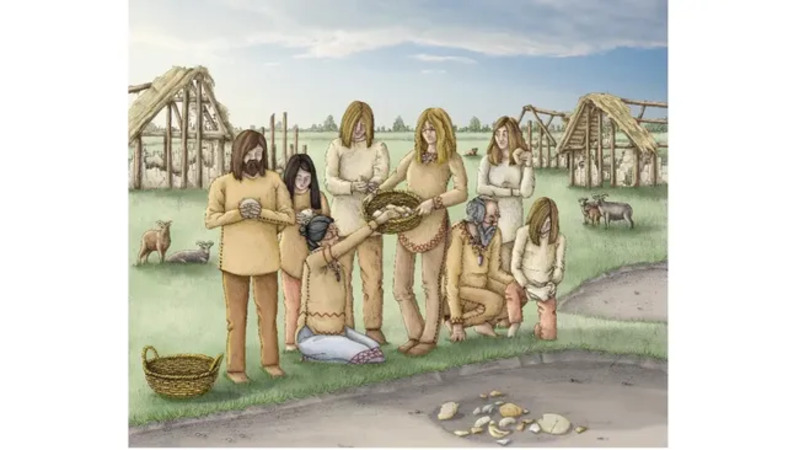 Sebuah ilustrasi tentang seperti apa tengkorak Masseria Candelaro pada zaman Neolitikum. (Kredit gambar: Vicki Herring / Universitas Cambridge)