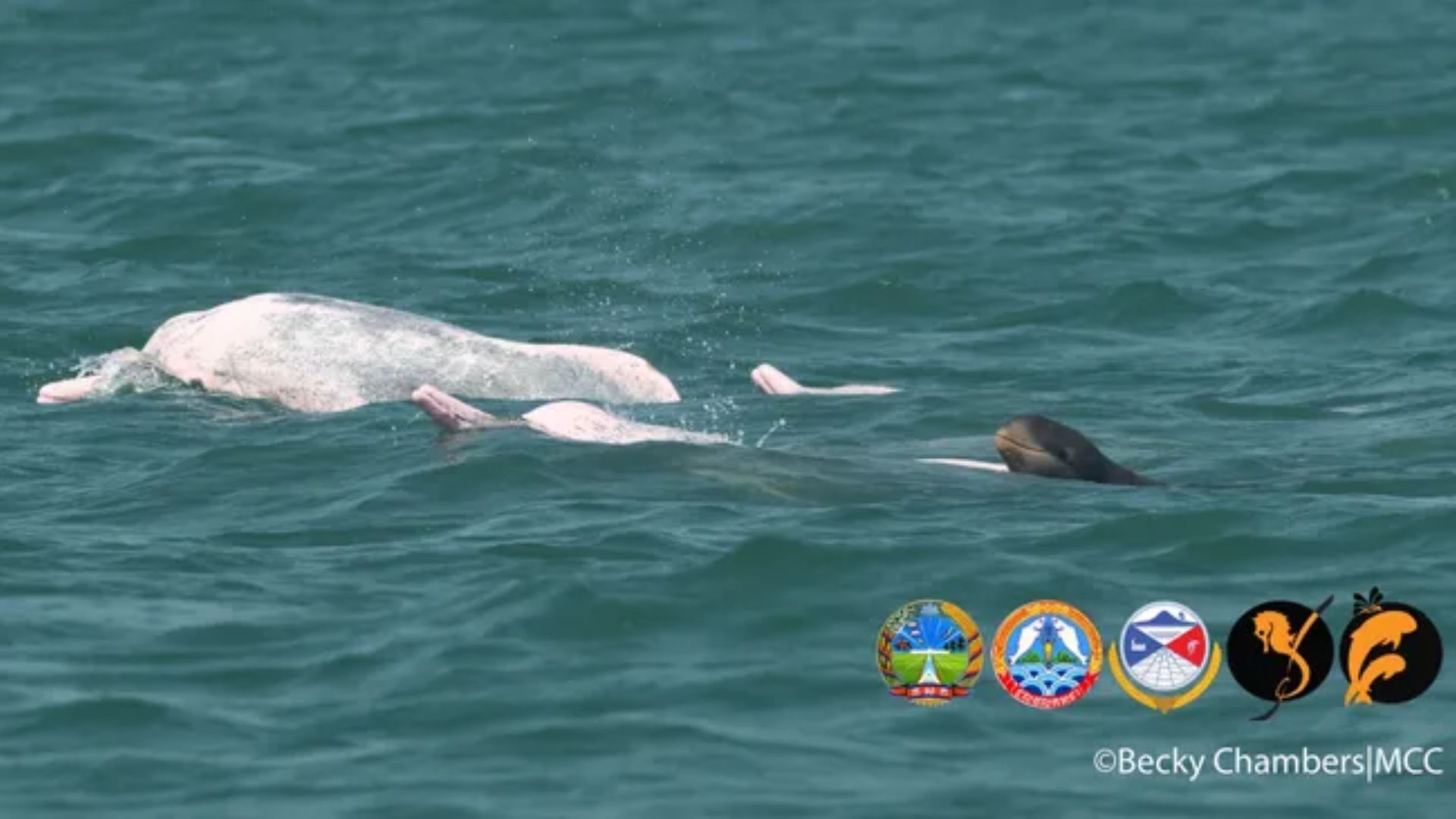 The Irrawaddy dolphin calf (right) swimming with Indo-Pacific humpback dolphins