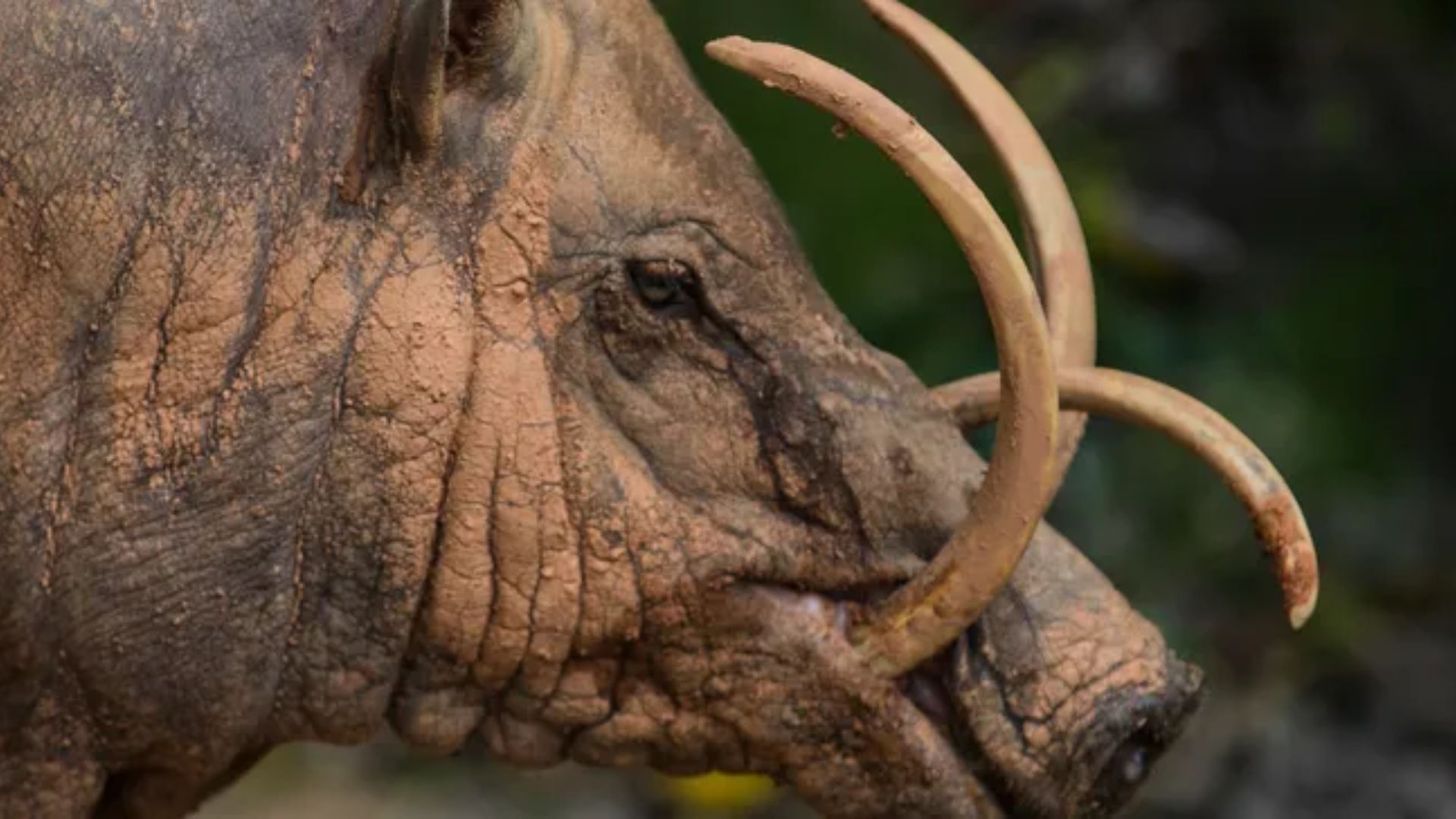 Babirusa merupakan salah satu anggota keluarga babi tertua yang masih hidup dan hingga tahun 2002, semua babirusa diduga termasuk dalam satu spesies.