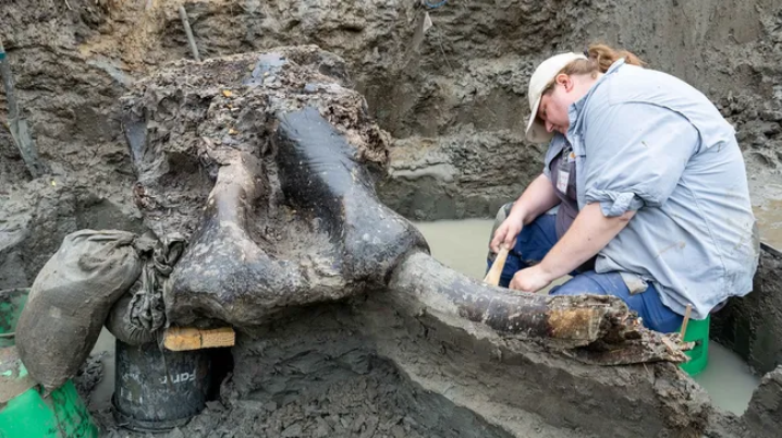 Seorang arkeolog dari University of Iowa dengan hati-hati menggali tengkorak mastodon.