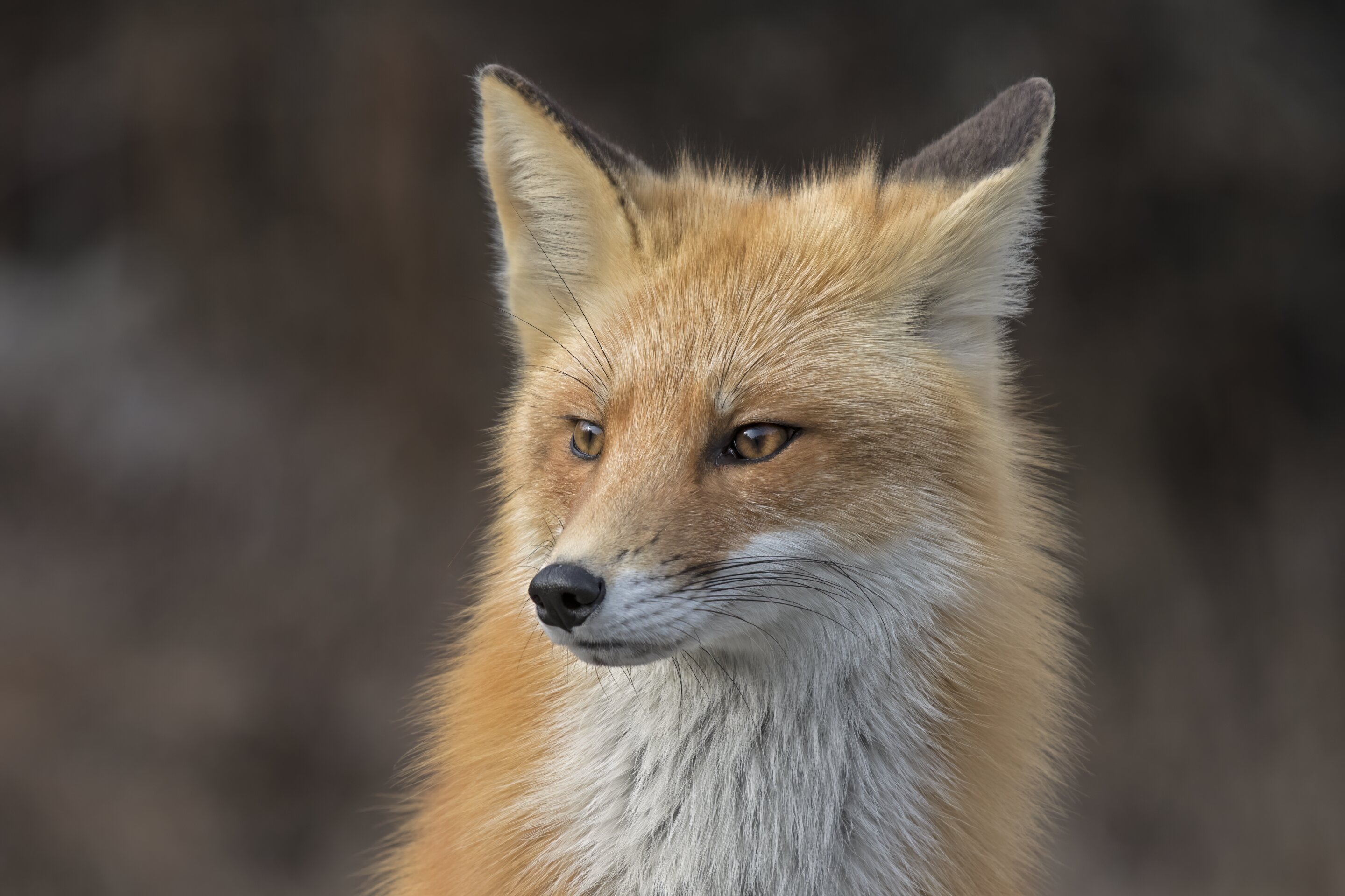 Gambar rubah merah (Vulpes vulpes).
