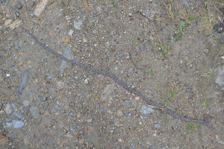 Ribuan larva agas bergerak bersama seperti ular di Ester, Alaska.