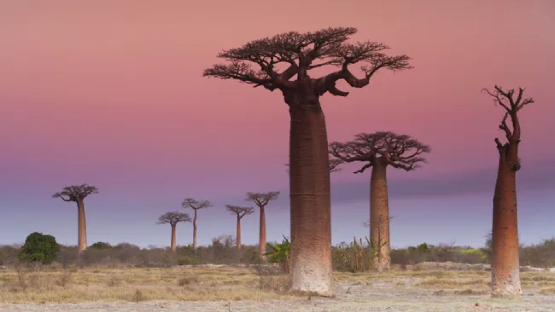 Pohon baobab di Madagaskar saat matahari terbenam. (Getty Images / Mint Images RF)