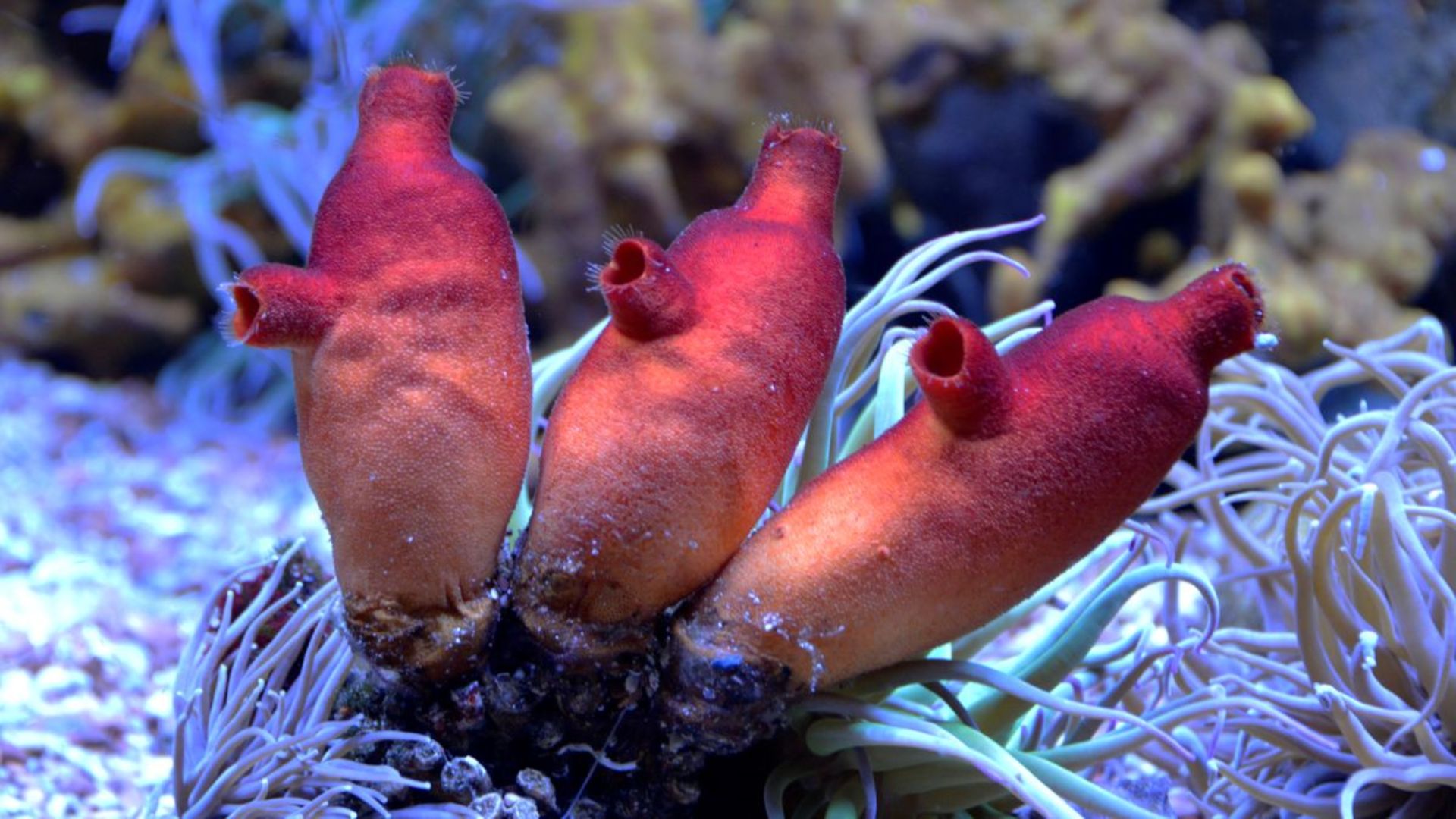 Tupai laut termasuk dalam kelompok vertebrata saudara, yang berarti mereka memiliki nenek moyang yang sama ratusan juta tahun yang lalu.