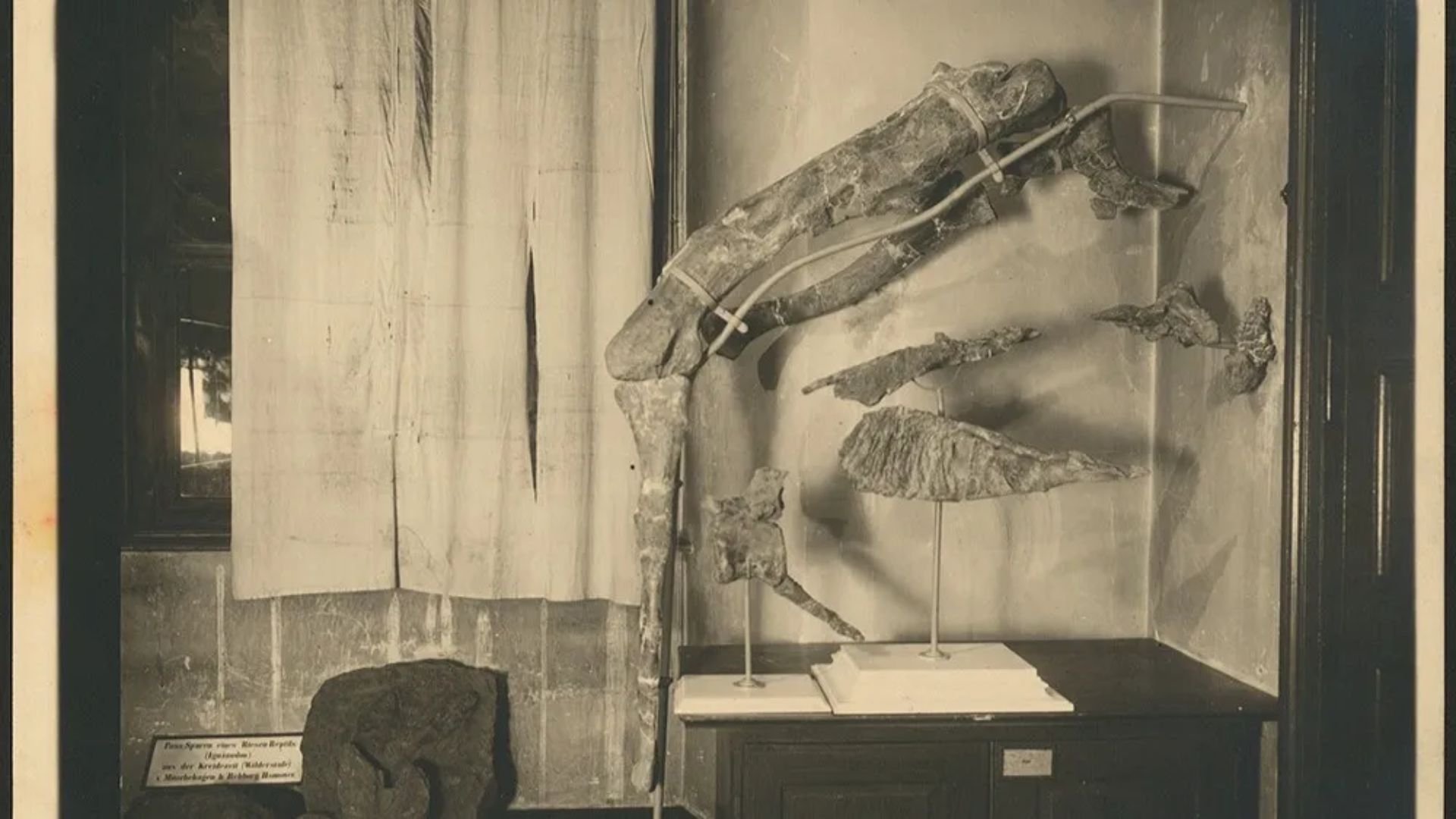 Sisa-sisa kerangka markgrafi Tameryraptor di Alte Akademie sebelum dihancurkan pada Perang Dunia II. (University Archives T&uuml;bingen)