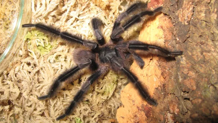 Trichopelma grande, spesies tarantula yang baru ditemukan dengan kaki yang sangat berbulu
