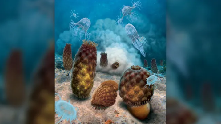 Anemon laut purba yang fosilnya yang menggembung dikira ubur-ubur.