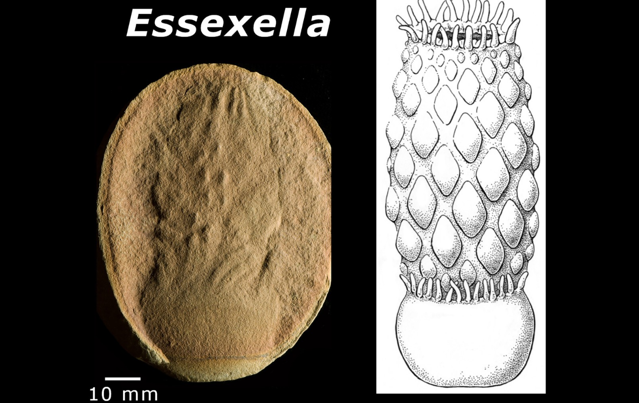 Essexella, fosil anemon laut berusia 309 juta tahun dari Illinois.