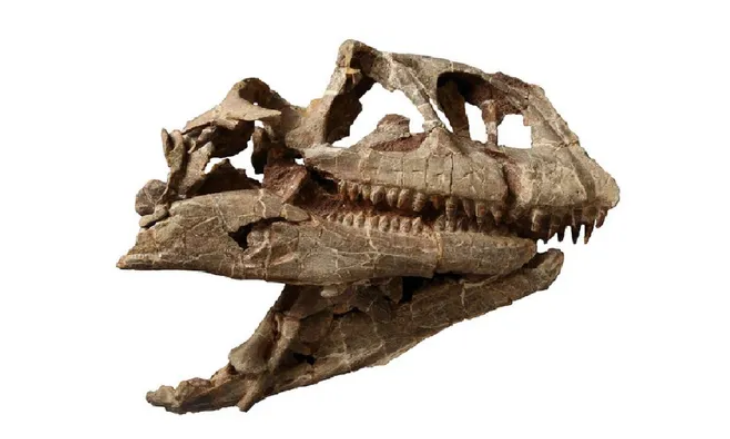 Tengkorak Lishulong wangi ditemukan di Geopark Nasional Dinosaurus Lufeng di Provinsi Yunnan, Cina selatan